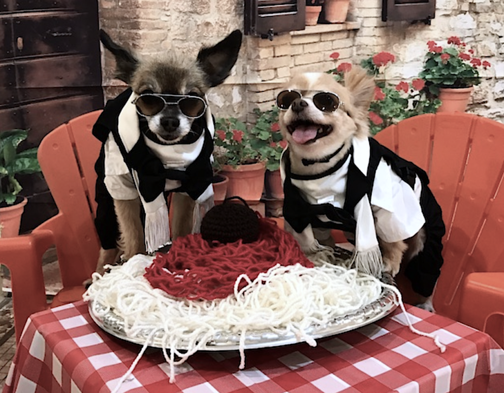 Little Bougies Pups Eating Spaghetti Faq