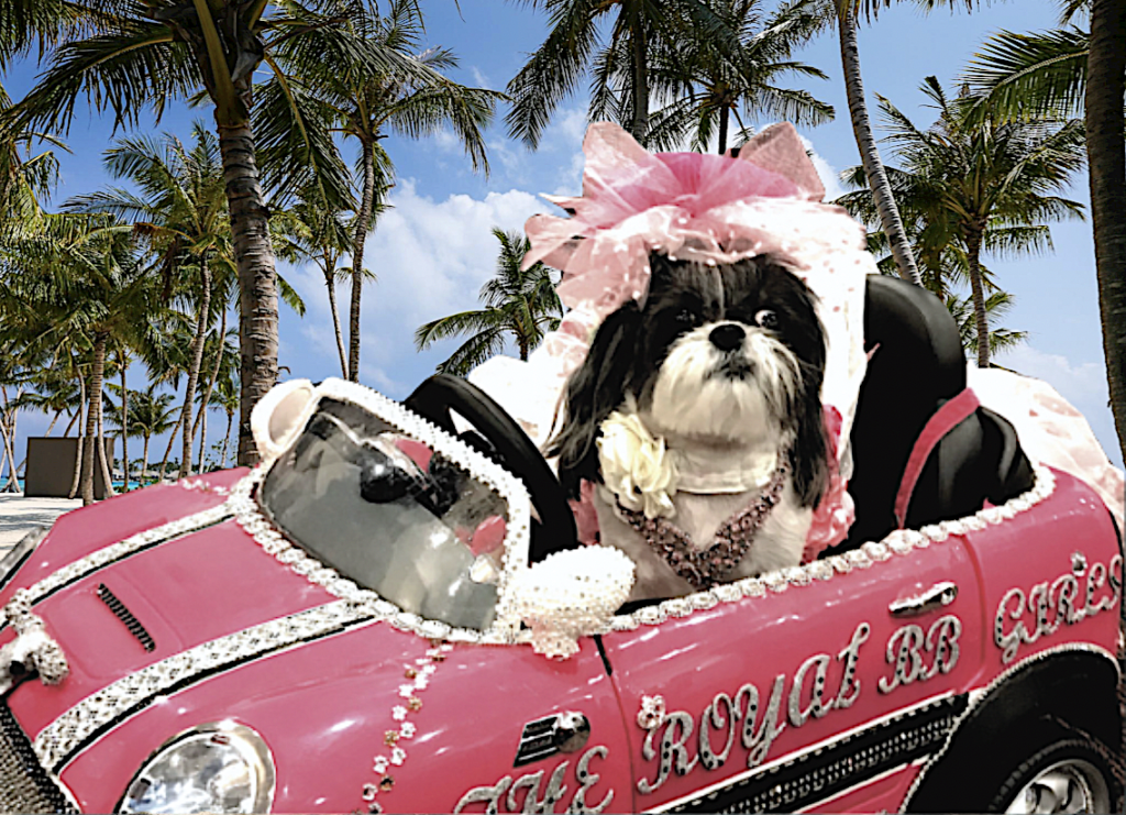 Pup in Pink Car palm Trees